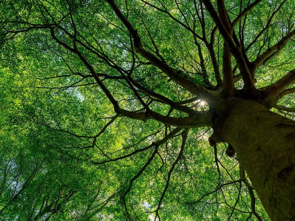 Le choix des essences est lui aussi déterminant face au réchauffement climatique pour favoriser une couverture arborée plus résistante. 